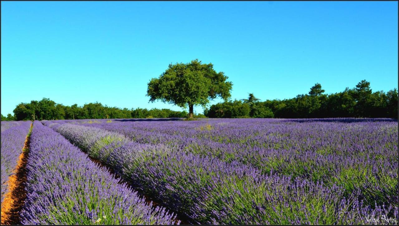 L'Oustaou Du Luberon Et Spa Villelaure Eksteriør billede